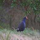 Image of Australasian Swamphen