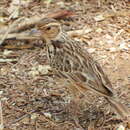 Image of Burmese Bush Lark