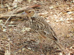 Image of Burmese Bush Lark