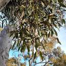 Muellerina eucalyptoides (DC.) Barlow的圖片