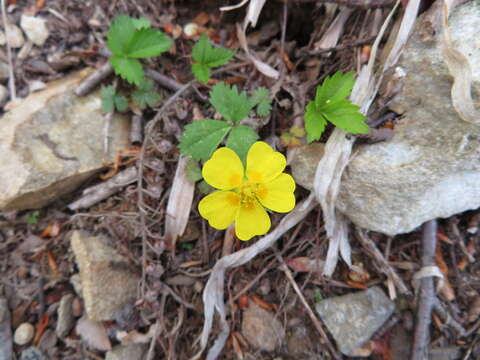 Image of Potentilla rosulifera H. Léveillé