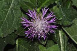 Image of Centaurea seridis L.