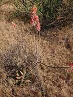 Image de Aloe greatheadii Schönland