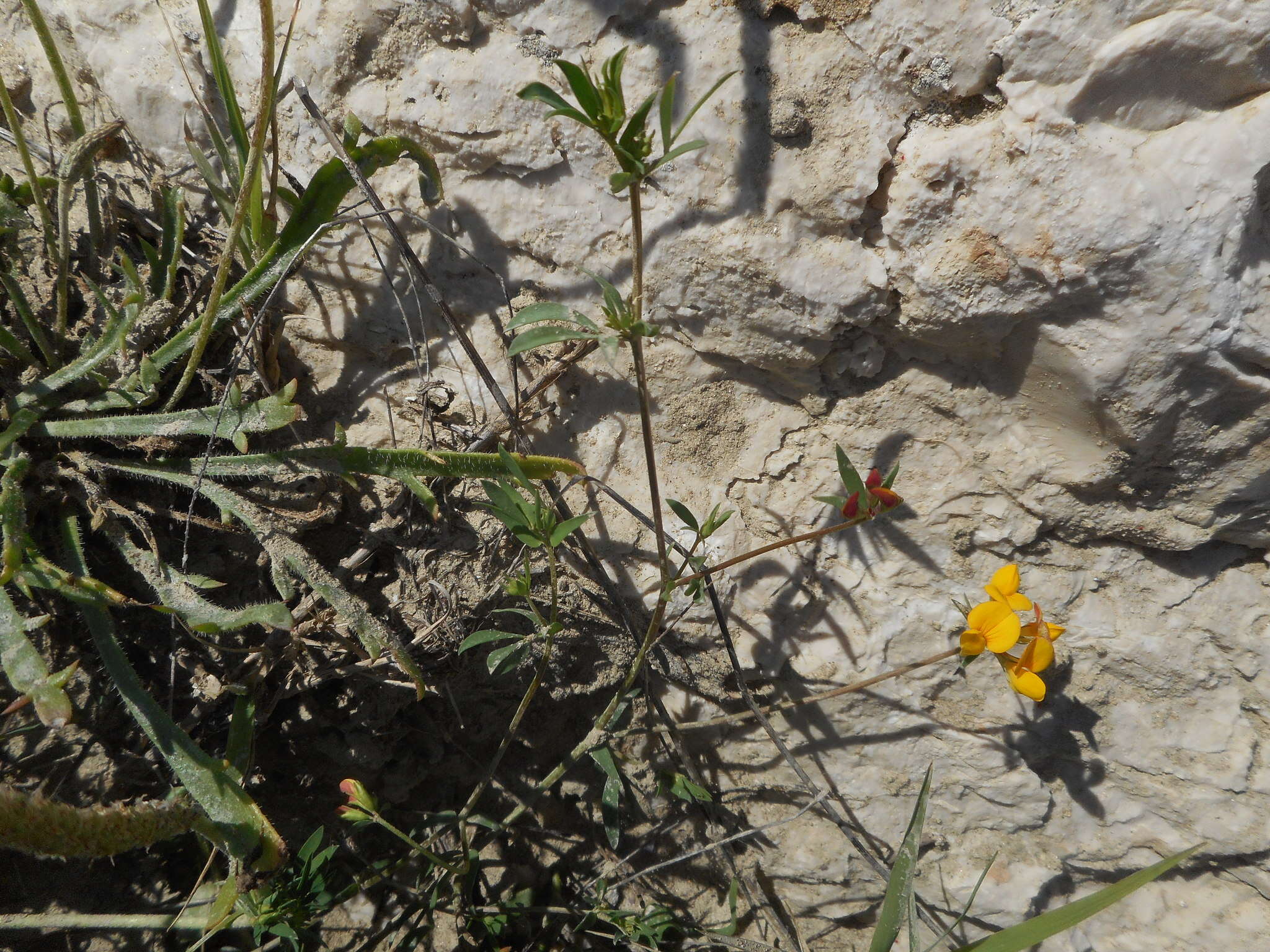 Image of Narrow-leaved Bird's-foot-trefoil