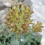 Image of Rhodiola heterodonta (Hook. fil. & Thoms.) A. Boriss.