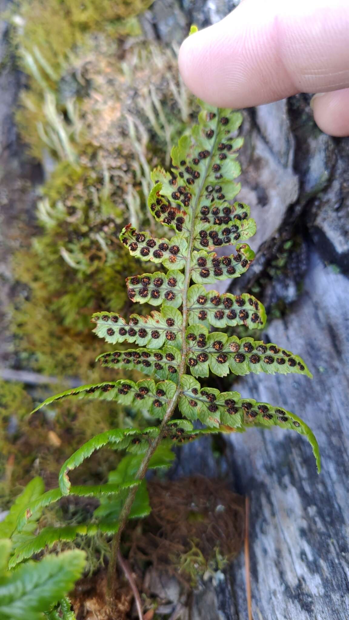 Image of Dryopteris costalisora Tag.