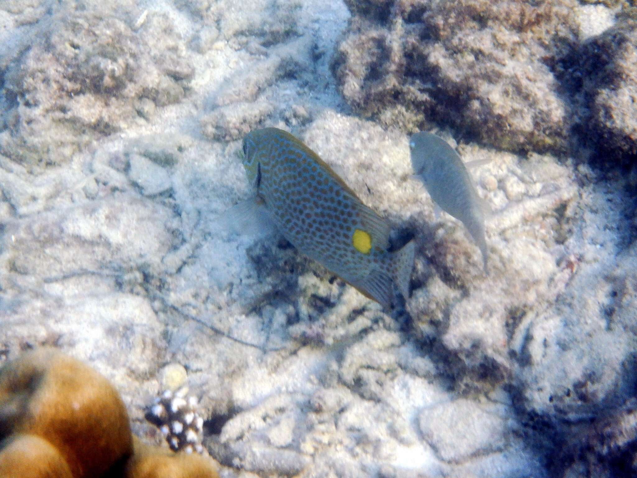 Image of Golden rabbitfish