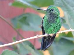 Image of Steely-vented Hummingbird