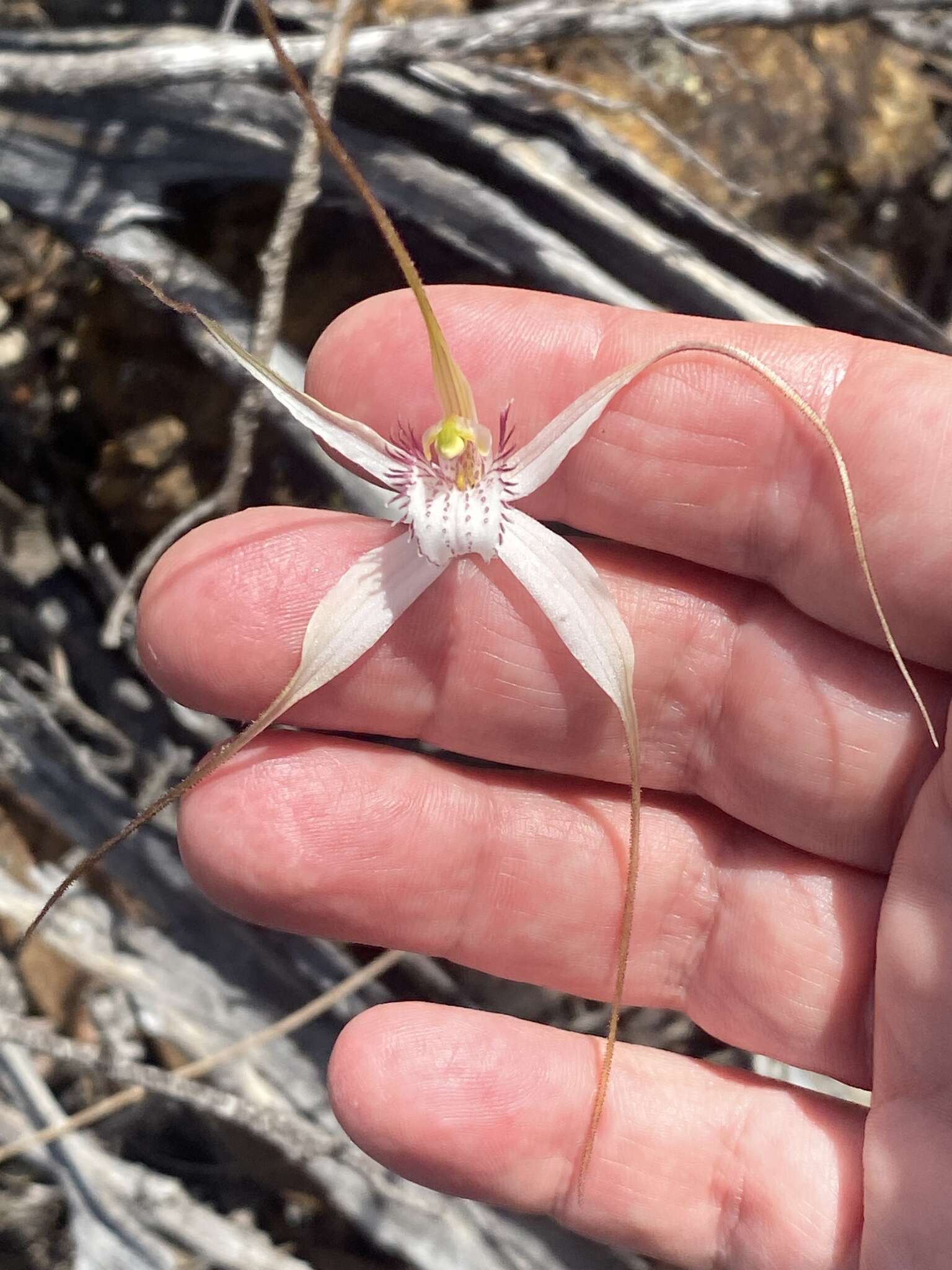 Image of Caladenia longicauda Lindl.