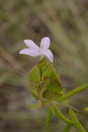 Yeatesia platystegia (Torrey) R. A. Hilsenbeck resmi