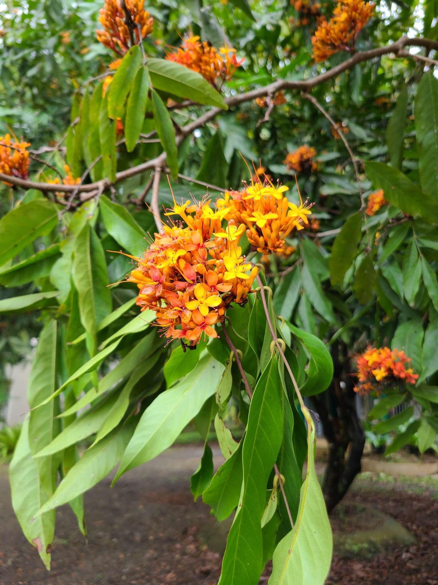 Image of Ashoka tree