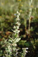 Imagem de Teucrium scordium subsp. scordioides (Schreb.) Arcang.