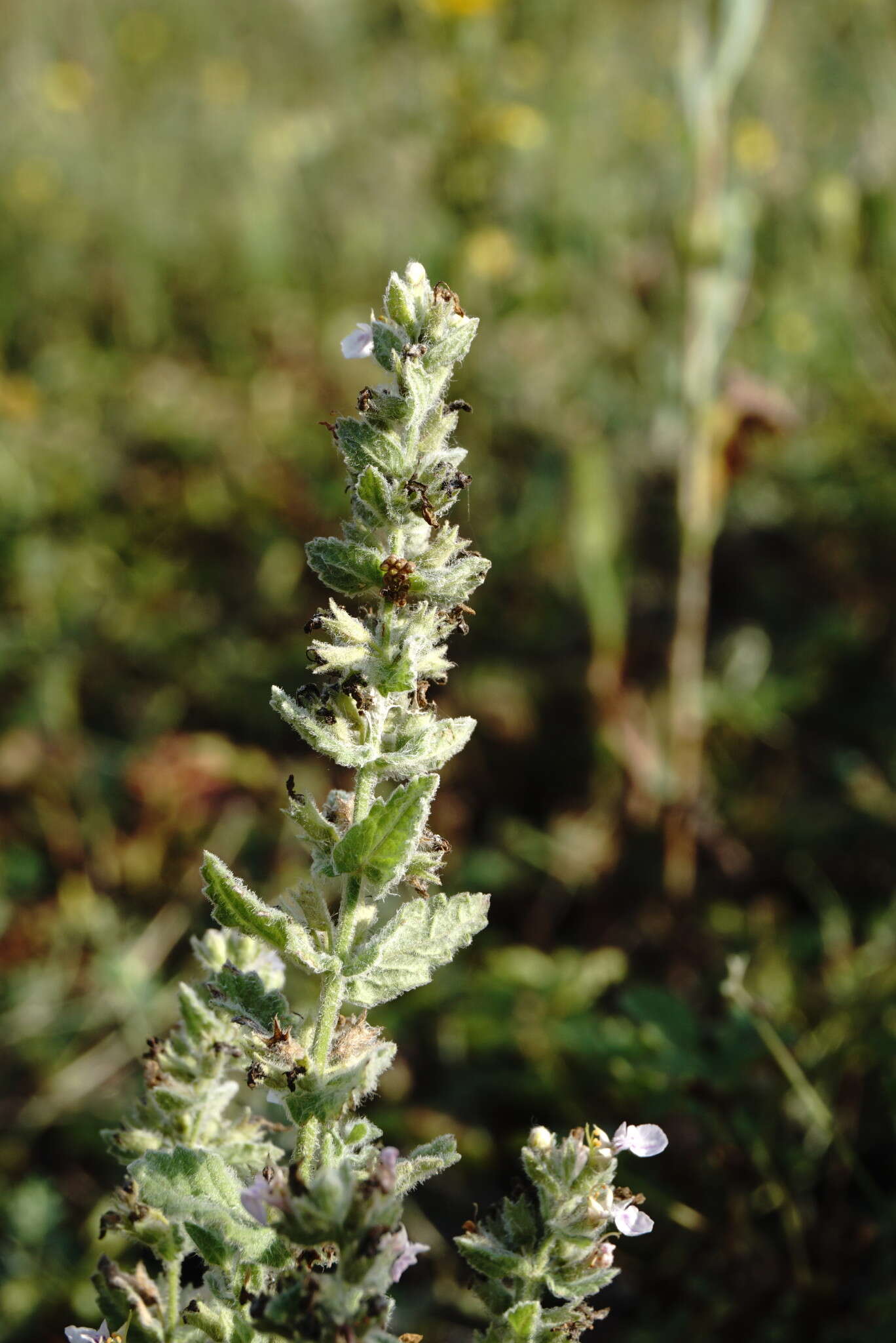 Imagem de Teucrium scordium subsp. scordioides (Schreb.) Arcang.