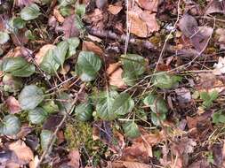 Plancia ëd Pyrola rotundifolia L.