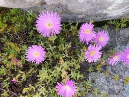 Imagem de Lampranthus falciformis var. falciformis