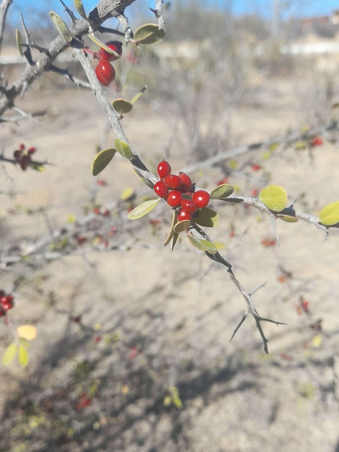 Image of Castela peninsularis Rose