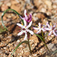 Image of Wurmbea stellata R. J. Bates