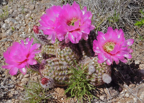 Image of Echinocereus reichenbachii var. perbellus (Britton & Rose) L. D. Benson