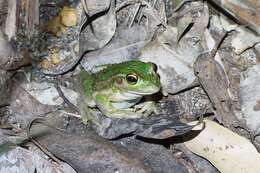 Image of Bell Frog
