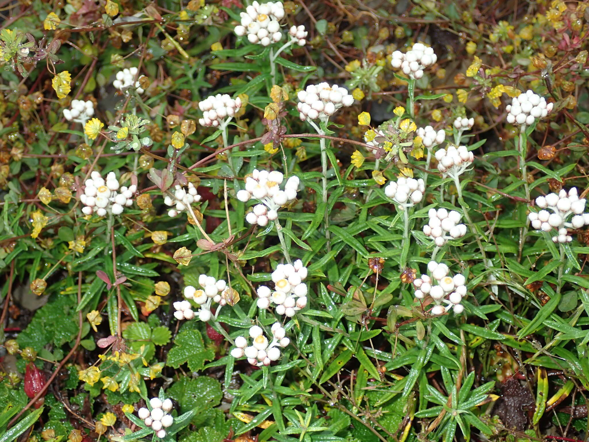 Image of Mount Yushan Pearly Everlasting