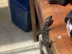 Image of Costa Rican Tropical Night Lizard