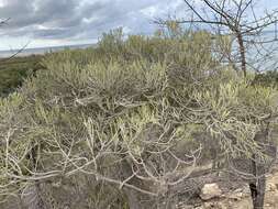 Image of Euphorbia fiherenensis Poiss.