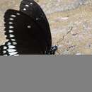 Imagem de Papilio dravidarum Wood-Mason 1880