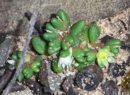 Image of Calandrinia pygmaea F. Müll.