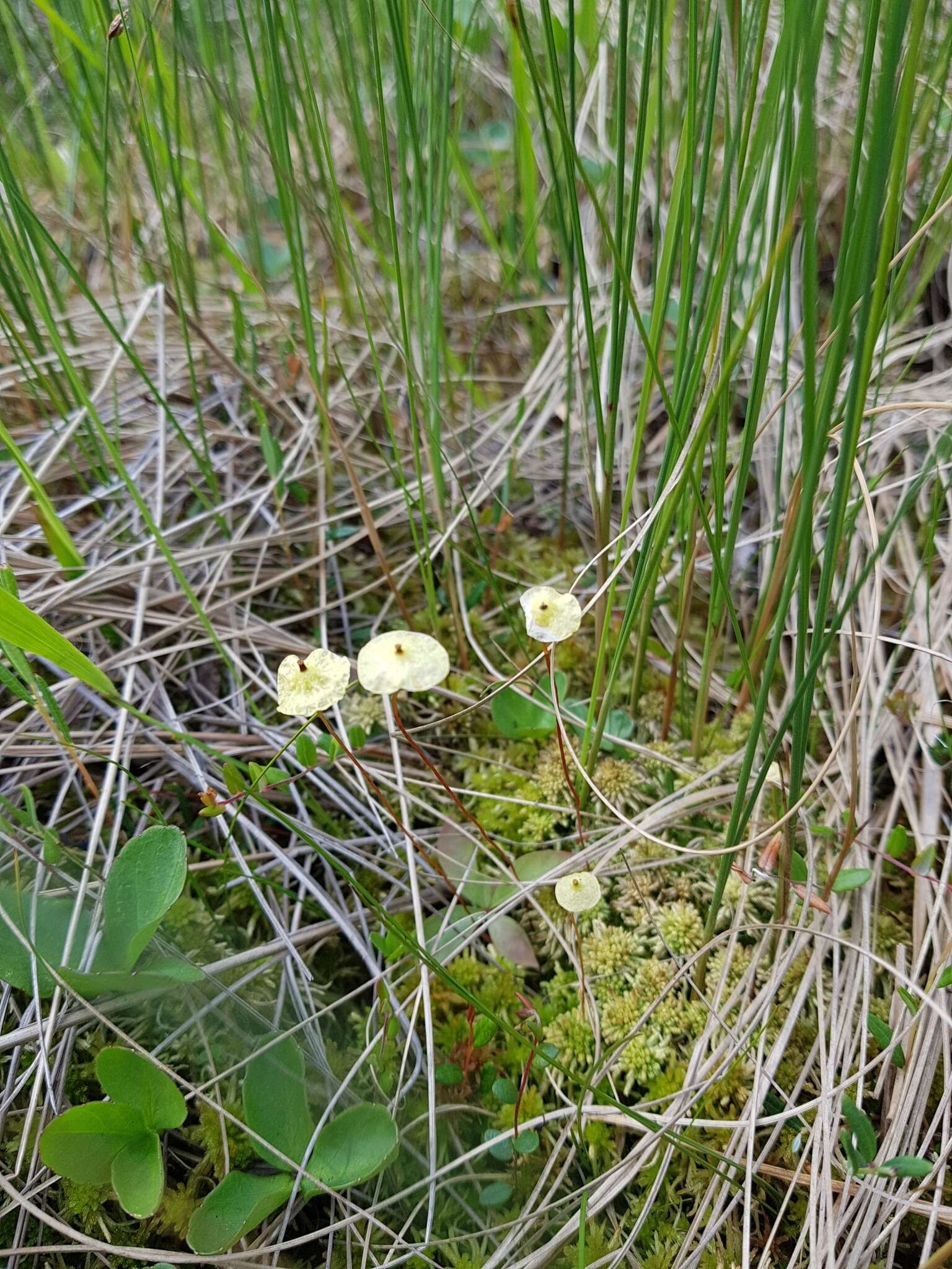 Image of yellow moosedung moss