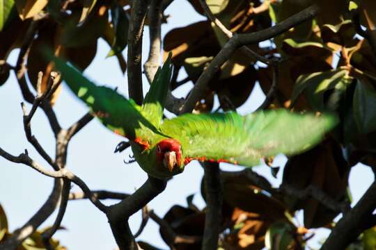 Image of Red-masked Conure