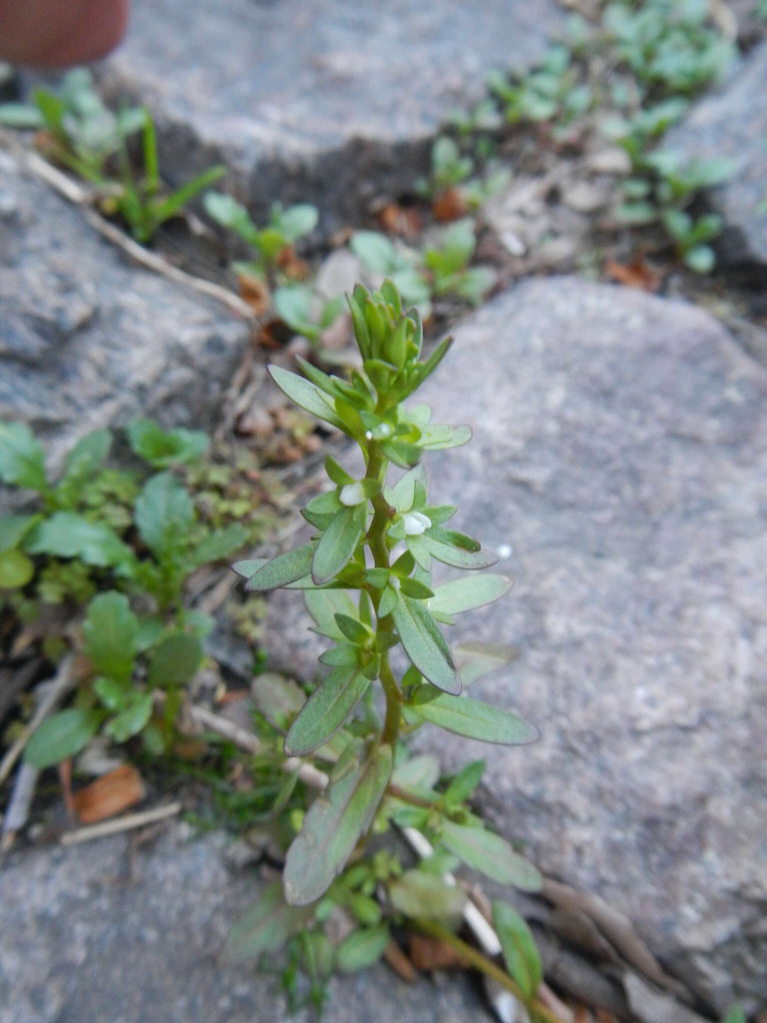 Image of neckweed