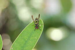 Image of Polybia ruficeps Schrottky 1902