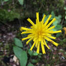 Image of Hieracium lepidulum (Stenstr.) Dahlst.