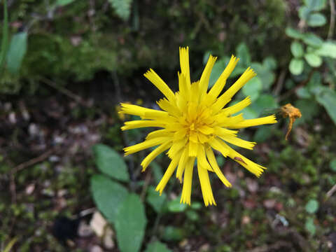 Image of Hieracium lepidulum (Stenstr.) Dahlst.