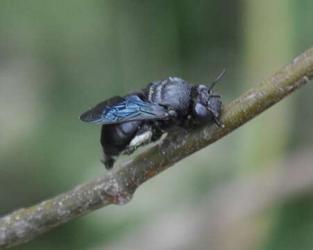 Image of Amegilla violacea (Lepeletier 1841)