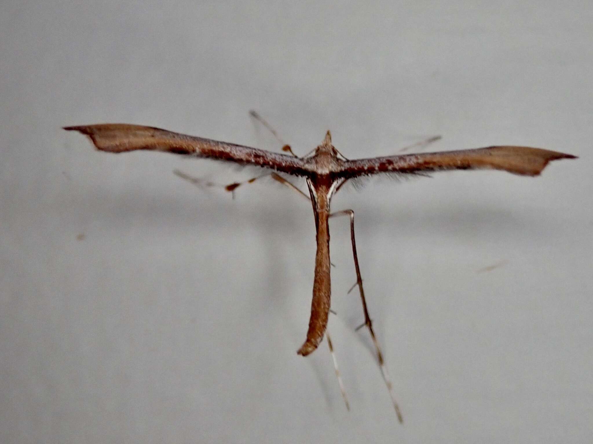 Image of Hoary Plume Moth