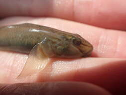 Слика од Rhinogobius candidianus (Regan 1908)