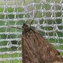 Image of Beet Webworm Moth