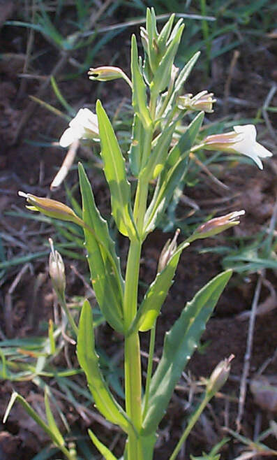 Imagem de Mimulus gracilis R. Br.