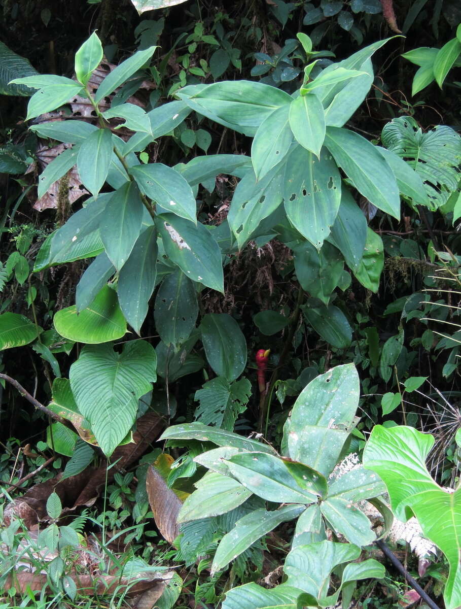 Imagem de Costus plowmanii Maas