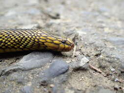 Image of Black Odd-scaled Snake