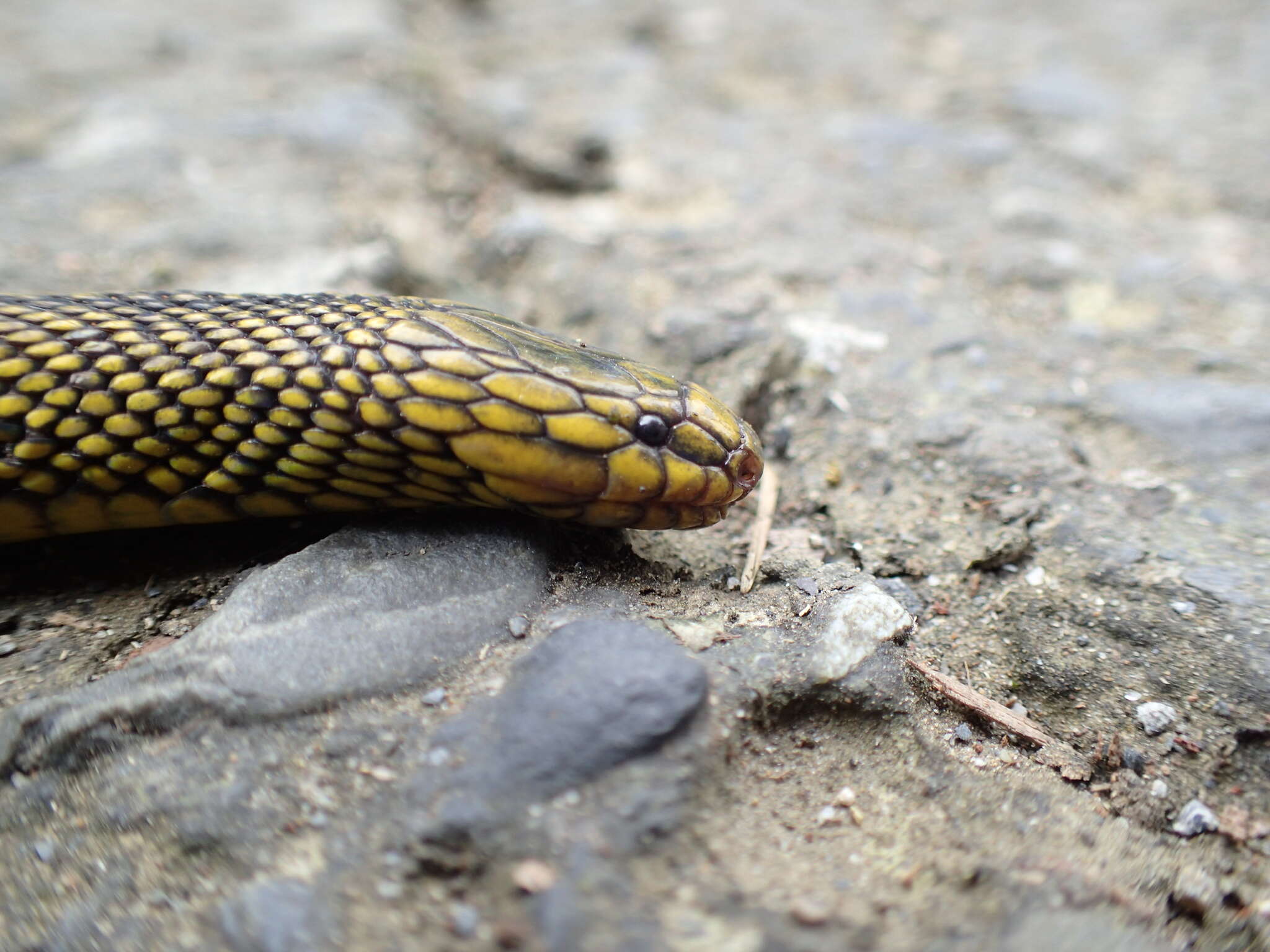 Image of Black Odd-scaled Snake