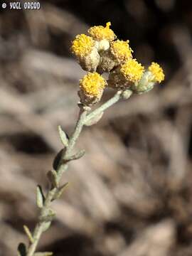 Sivun Achillea fragrantissima (Forsk.) Sch. Bip. kuva