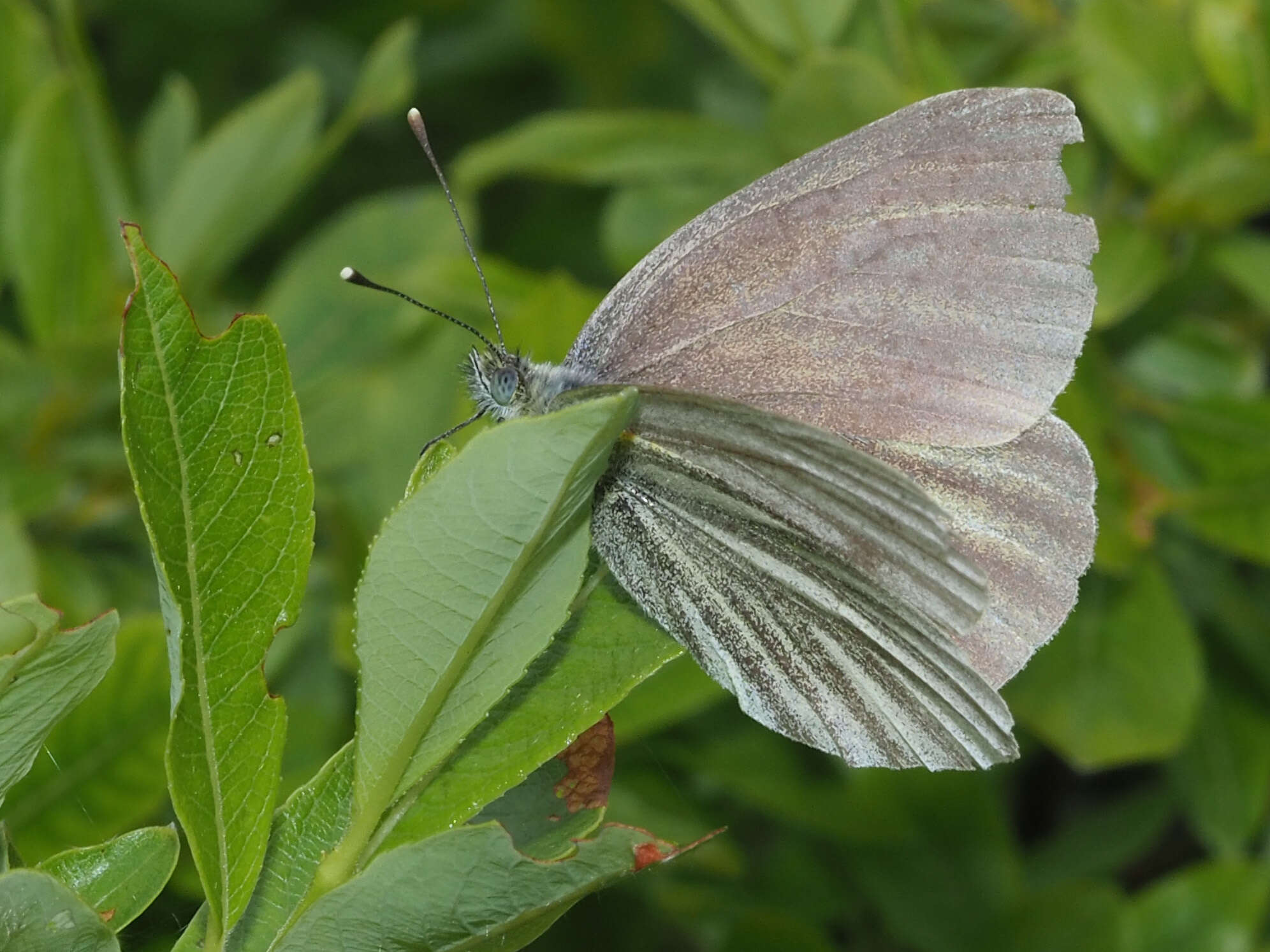 Image of Pieris bryoniae bryoniae