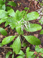 Image of American Fringe Tree