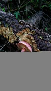 Image of Gymnopilus subpurpuratus Guzm.-Dáv. & Guzmán 1991