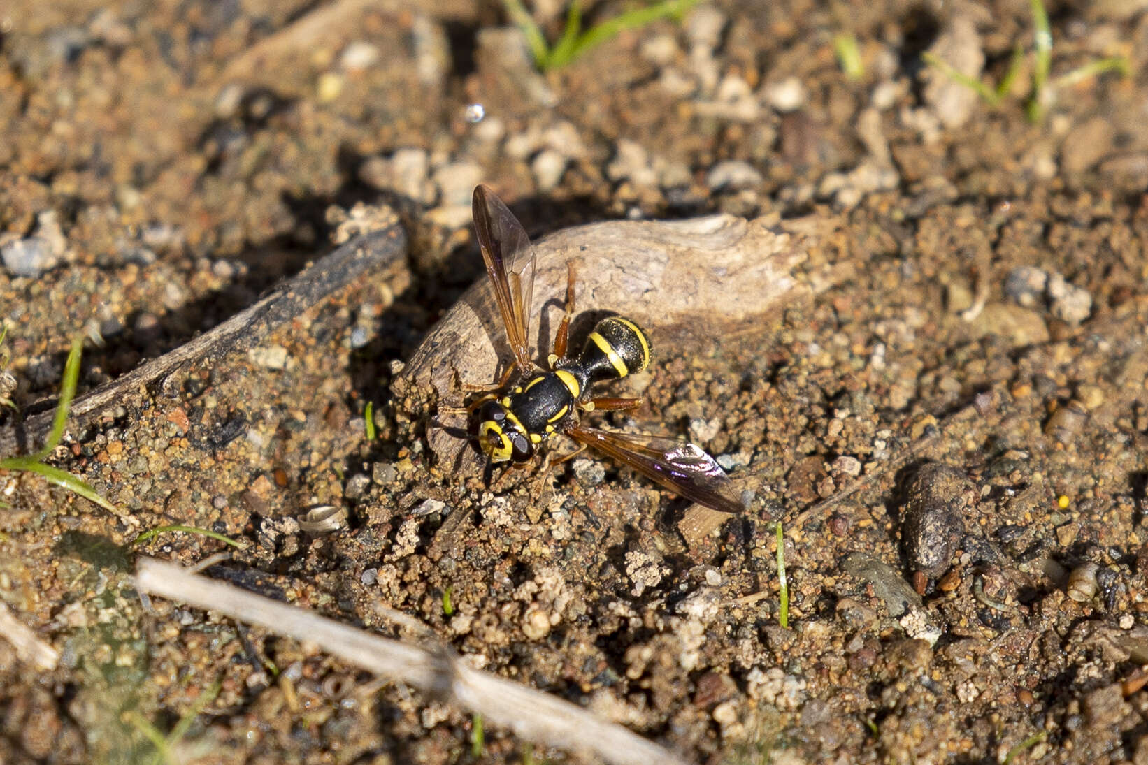 Image of Sphiximorpha durani