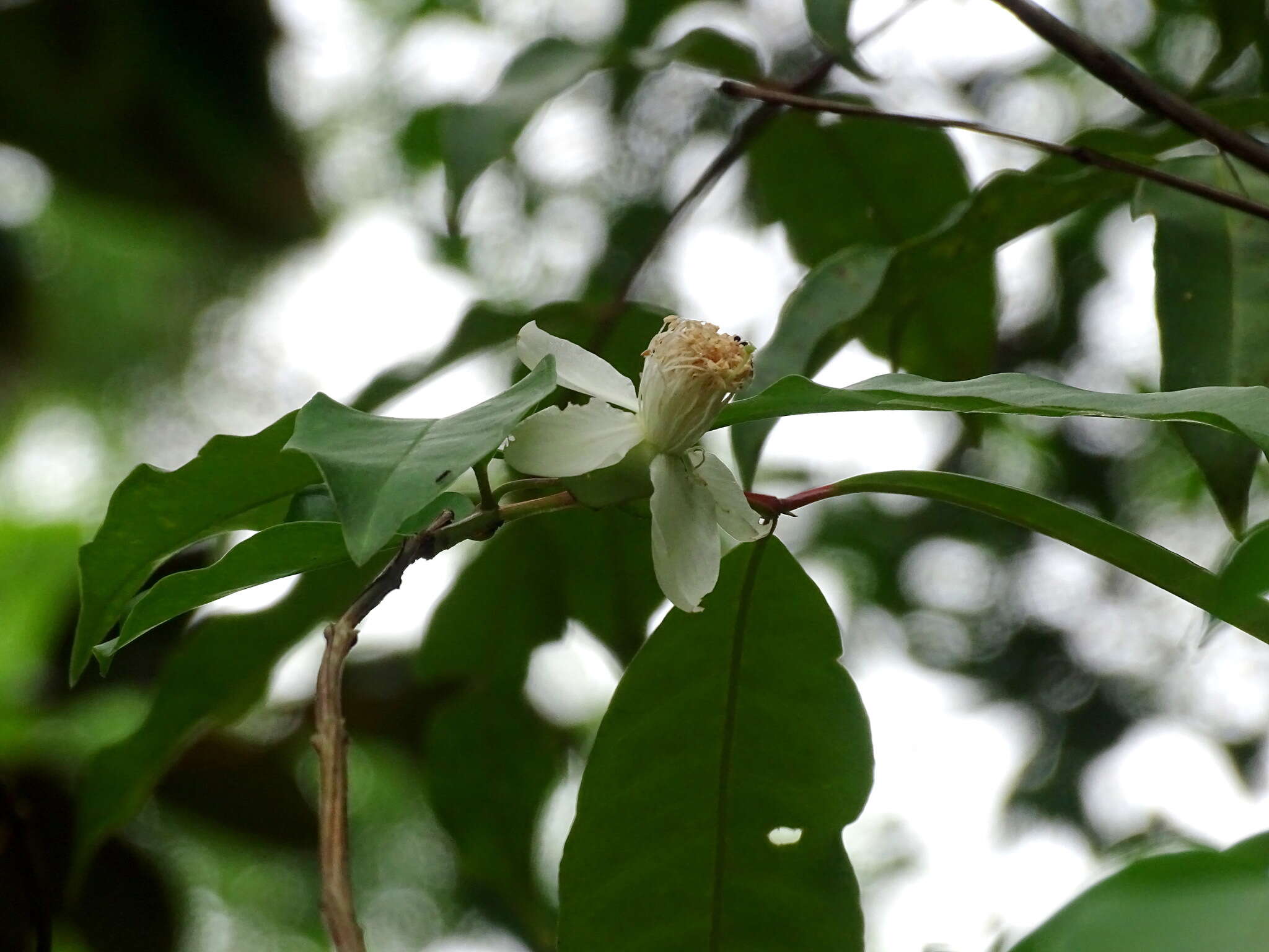 Image of wild guava