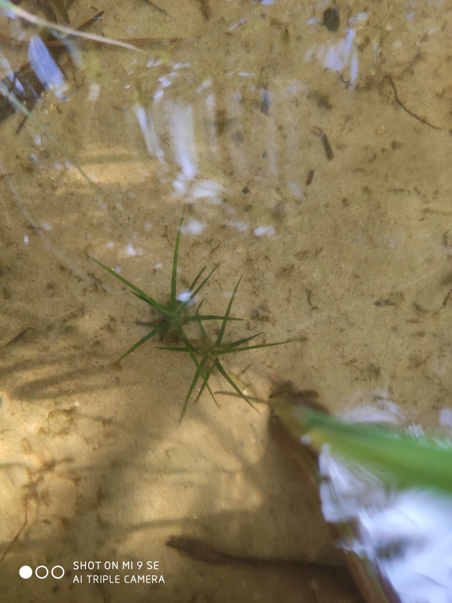 Image of lake quillwort