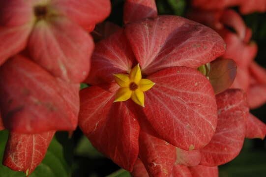 Image of Mussaenda philippica A. Rich.